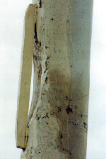 damaged structural element