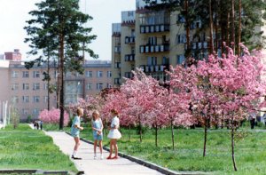 Students under cherry trees